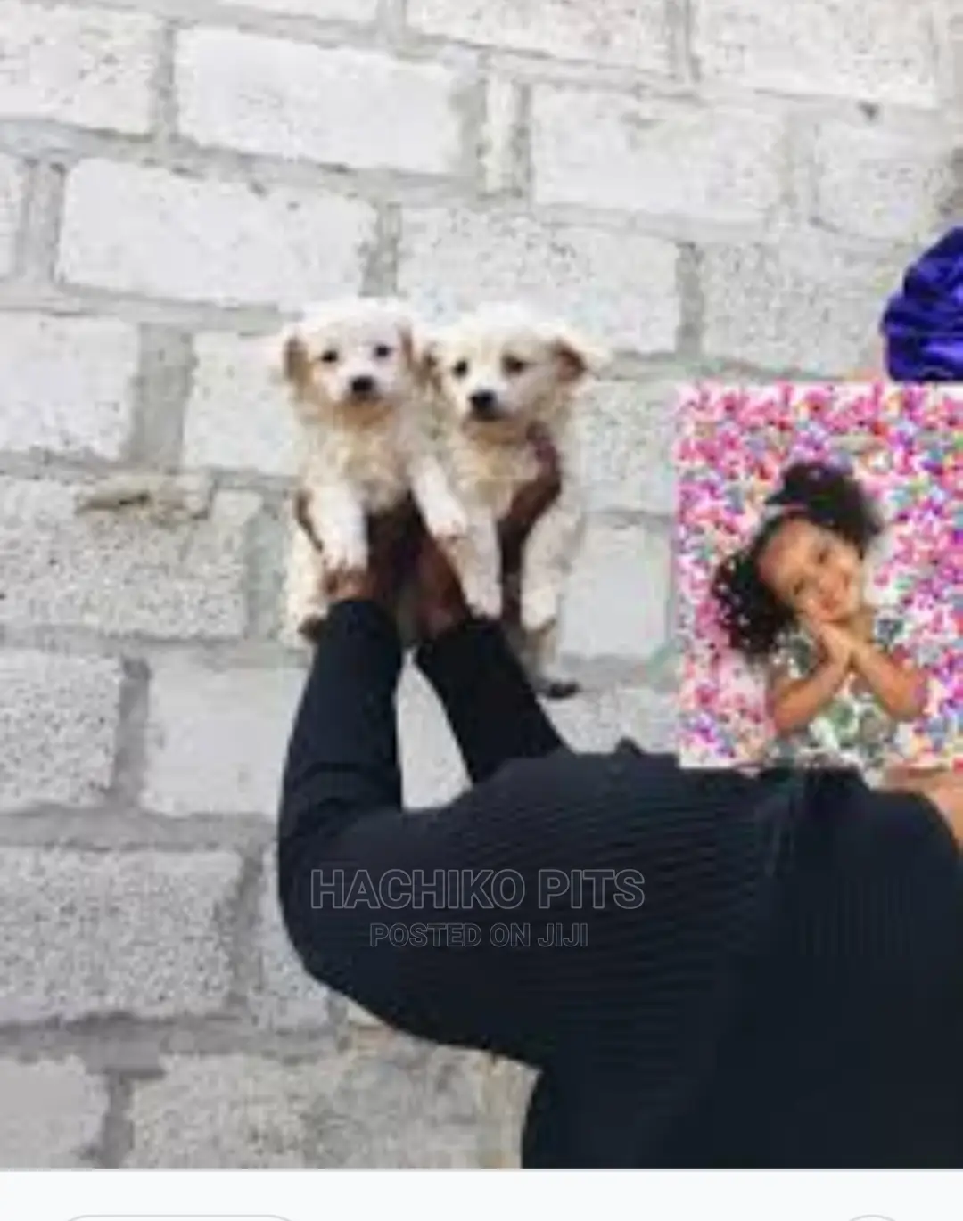 1-3 months Male Purebred Maltese