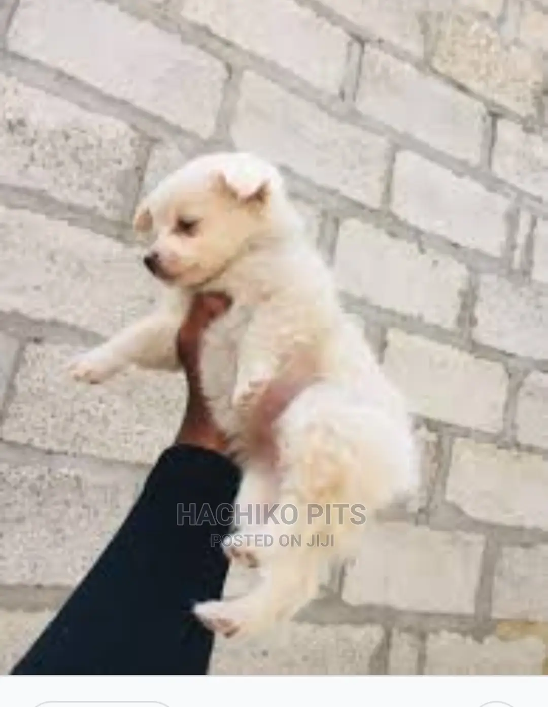 1-3 months Male Purebred Maltese