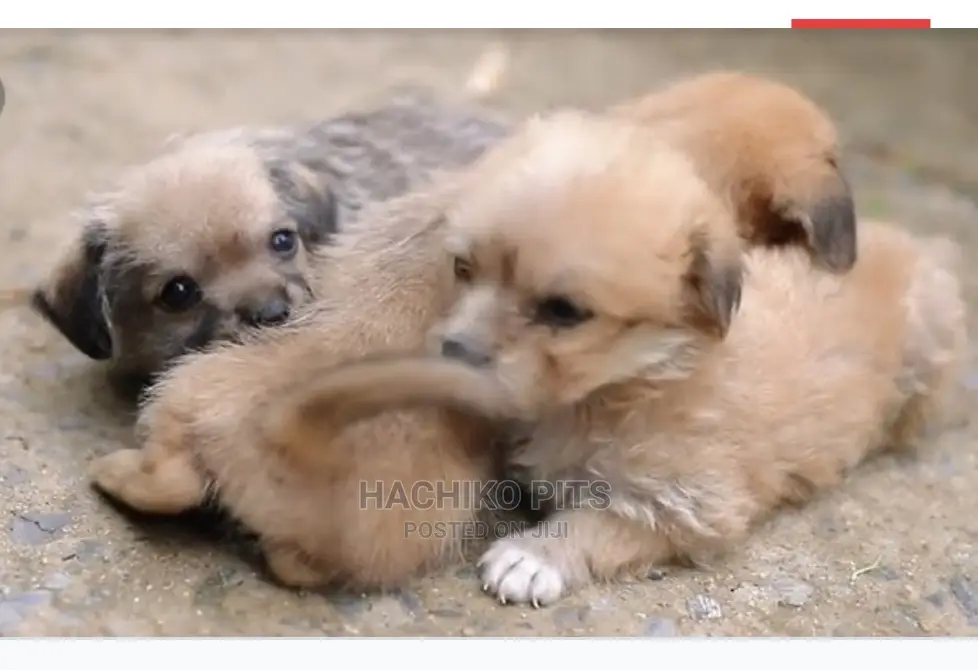 1-3 months Male Purebred Maltese