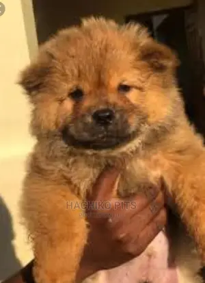 1-3 months Male Purebred Pomeranian
