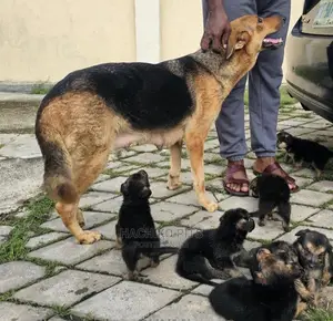 Photo - 1-3 months Male Purebred Maltese