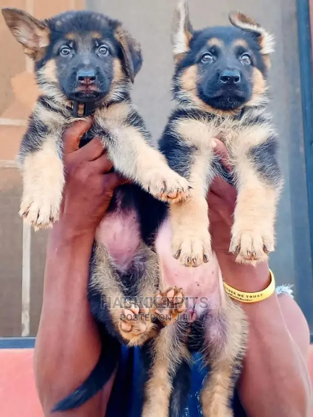 1-3 months Male Purebred German Shepherd