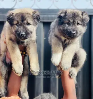 Photo - 1-3 months Male Purebred German Shepherd