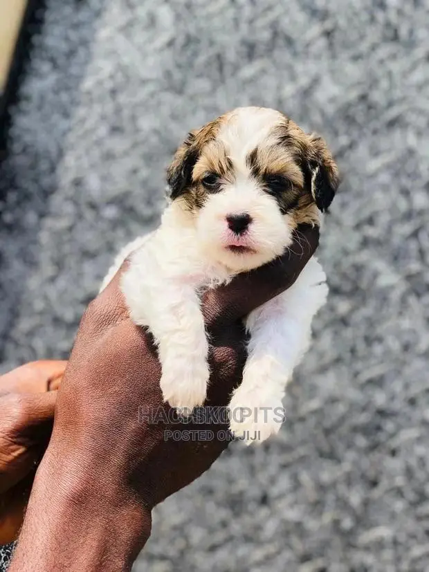 1-3 months Male Purebred Maltese