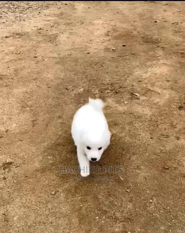 1-3 months Male Purebred Maltese