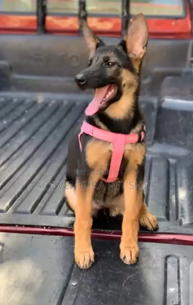 1-3 months Female Purebred German Shepherd