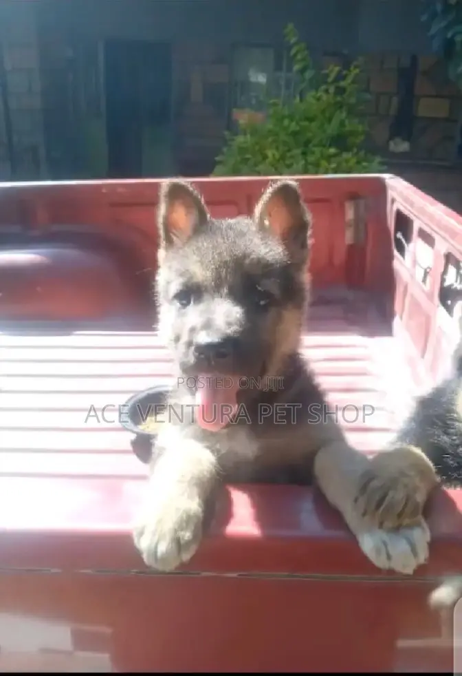 1-3 months Male Purebred German Shepherd