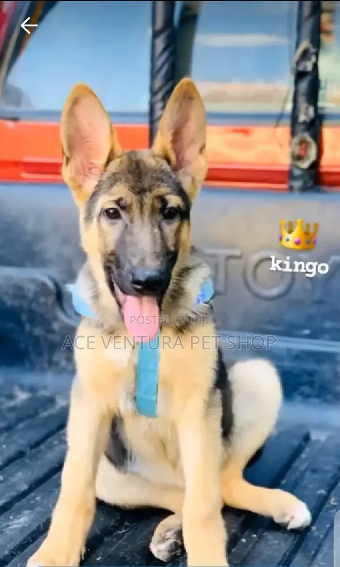1-3 months Male Purebred German Shepherd