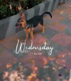 Photo - 1-3 months Male Purebred Siberian Husky