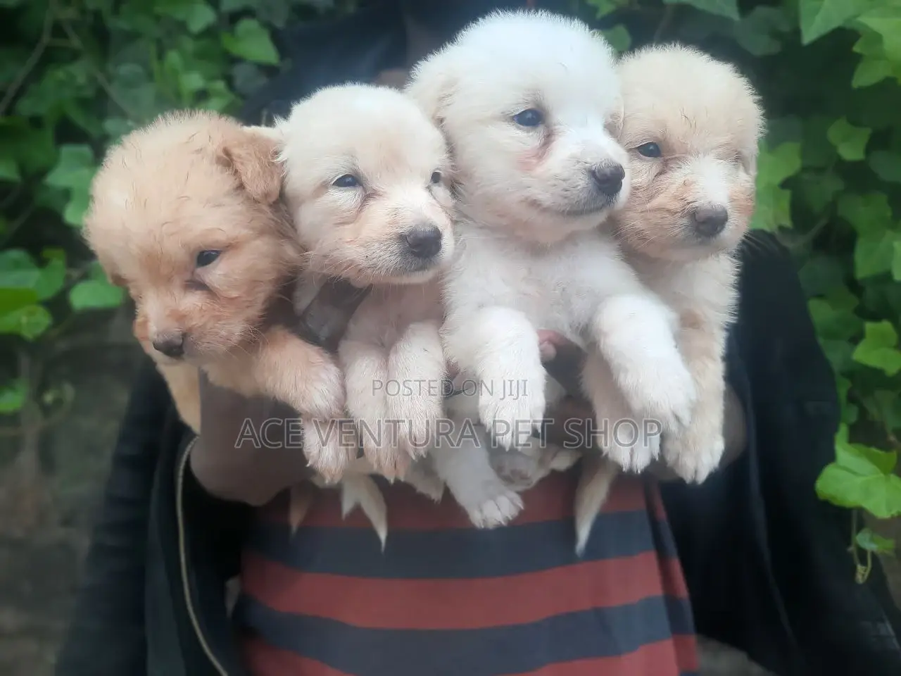 1-3 months Male Purebred Maltese