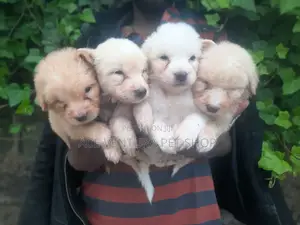 1-3 months Male Purebred Maltese