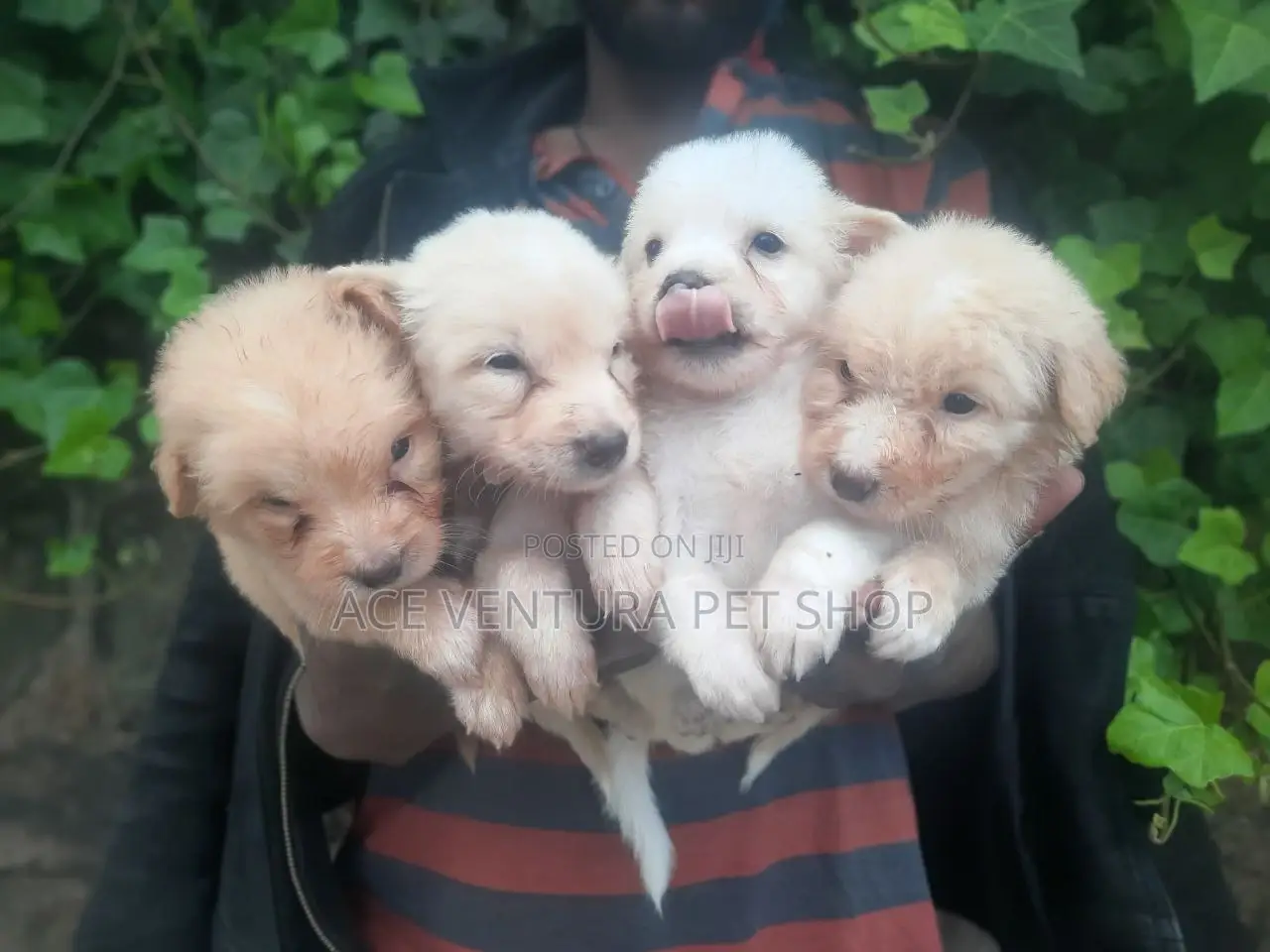 1-3 months Male Purebred Maltese