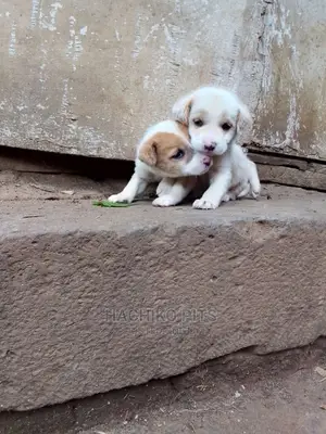 Photo - 1-3 months Male Mixed Breed Maltese