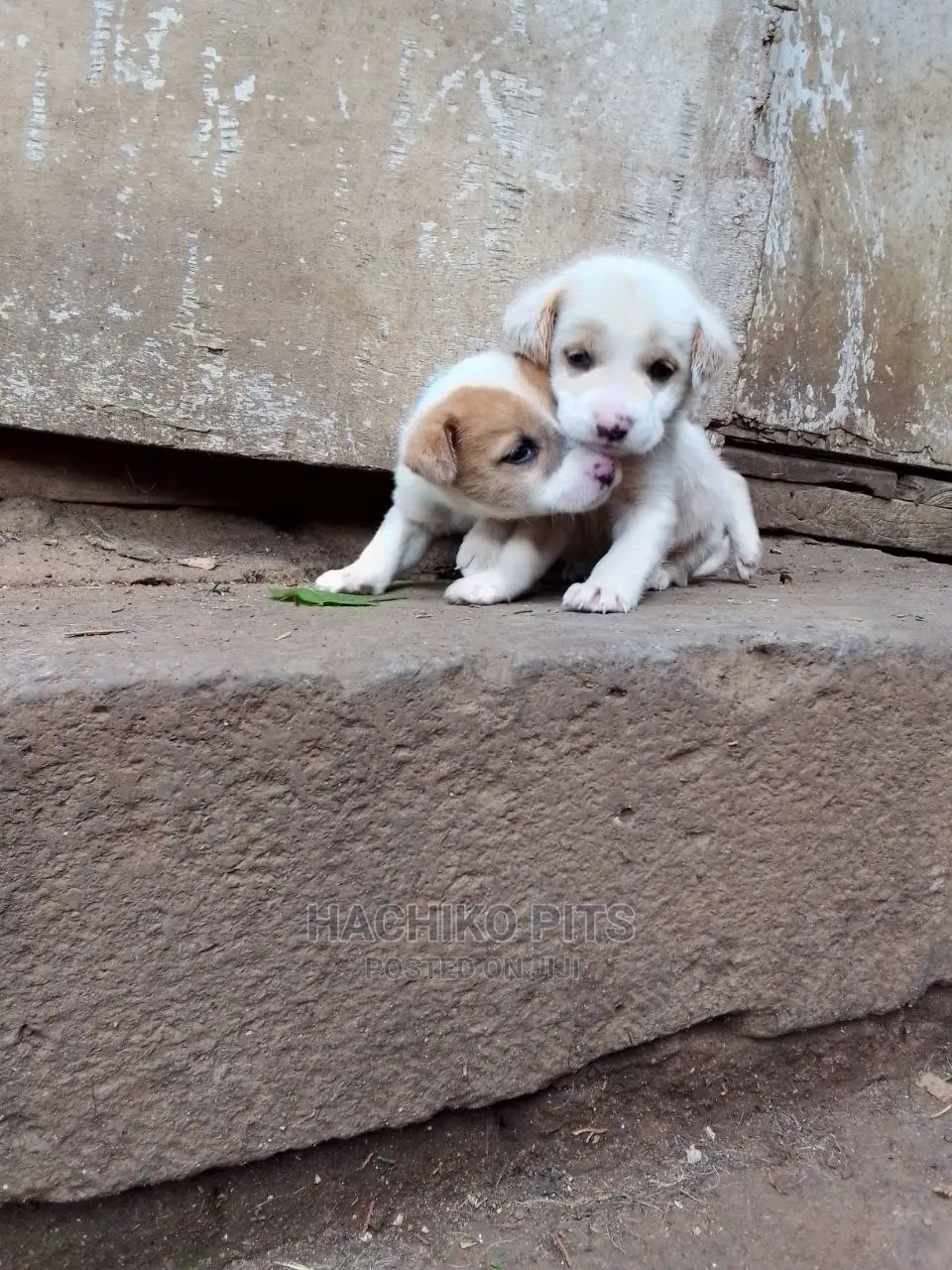 1-3 months Male Mixed Breed Maltese