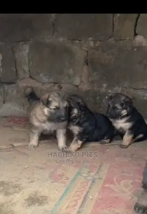 Photo - 1-3 months Male Purebred German Shepherd