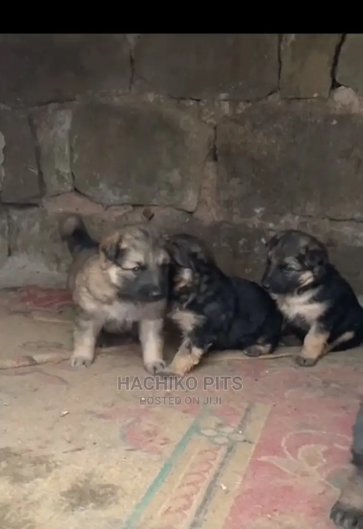 1-3 months Male Purebred German Shepherd