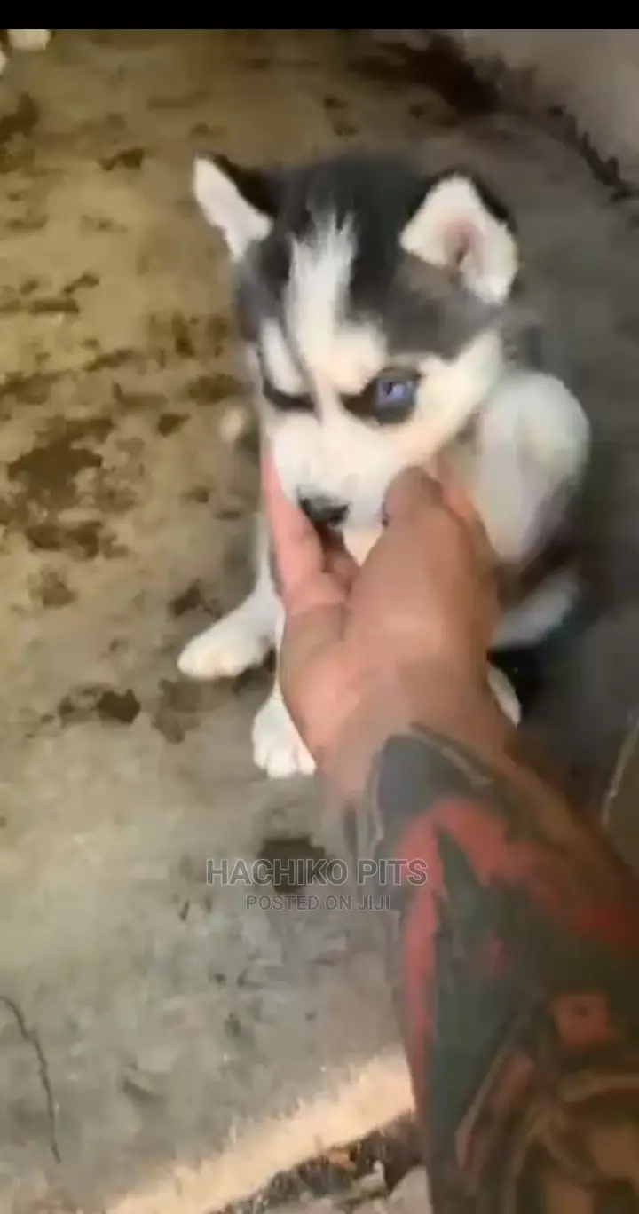 1-3 months Male Purebred Siberian Husky