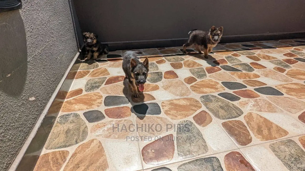 1-3 months Male Purebred German Shepherd