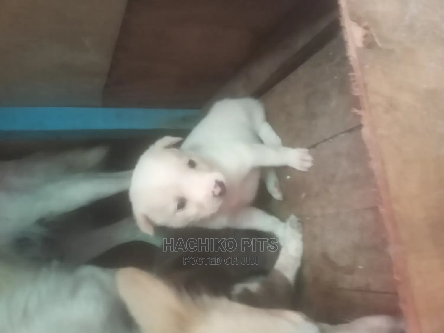 1-3 months Male Purebred Maltese