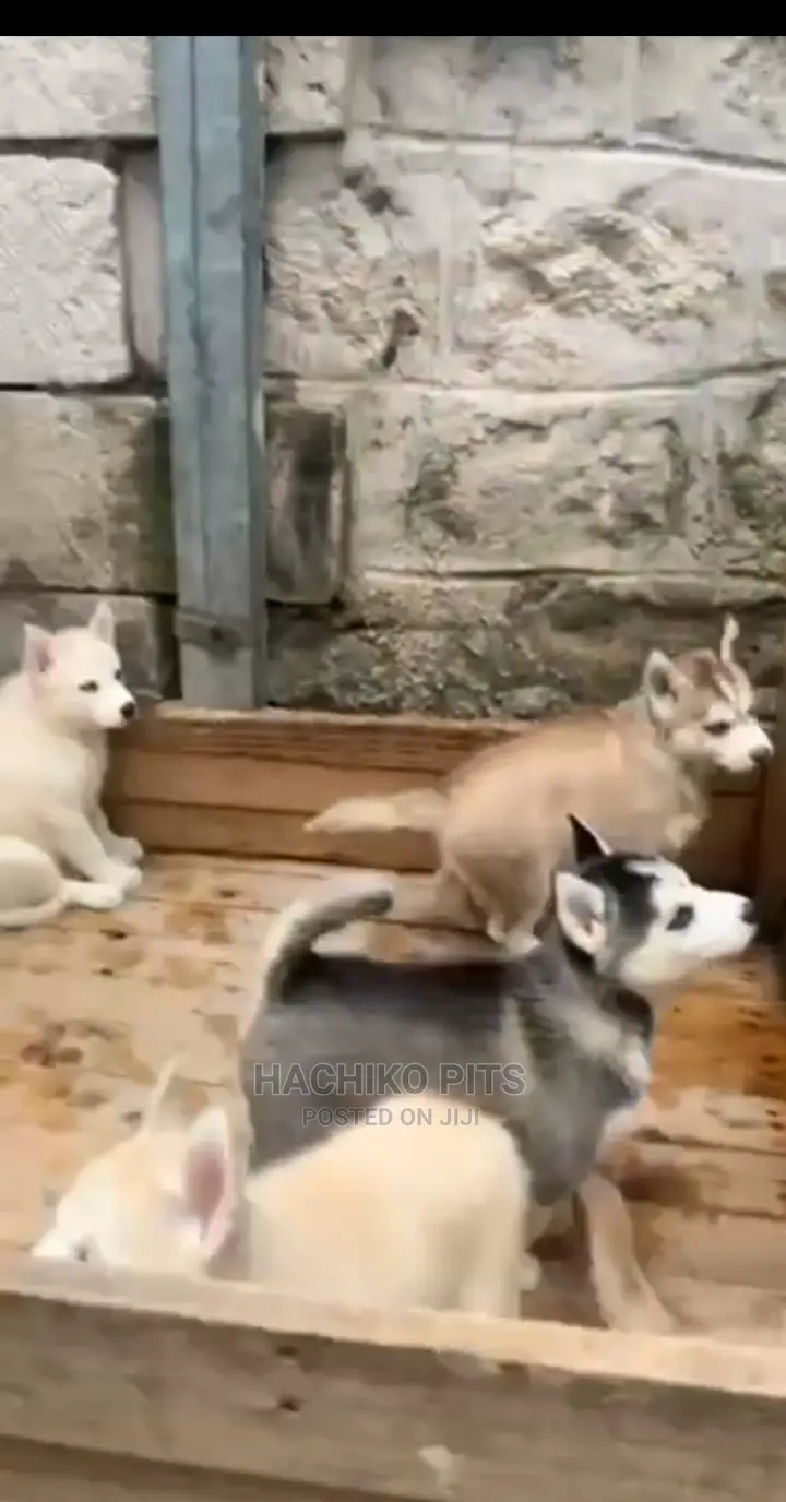 1-3 months Male Purebred Siberian Husky