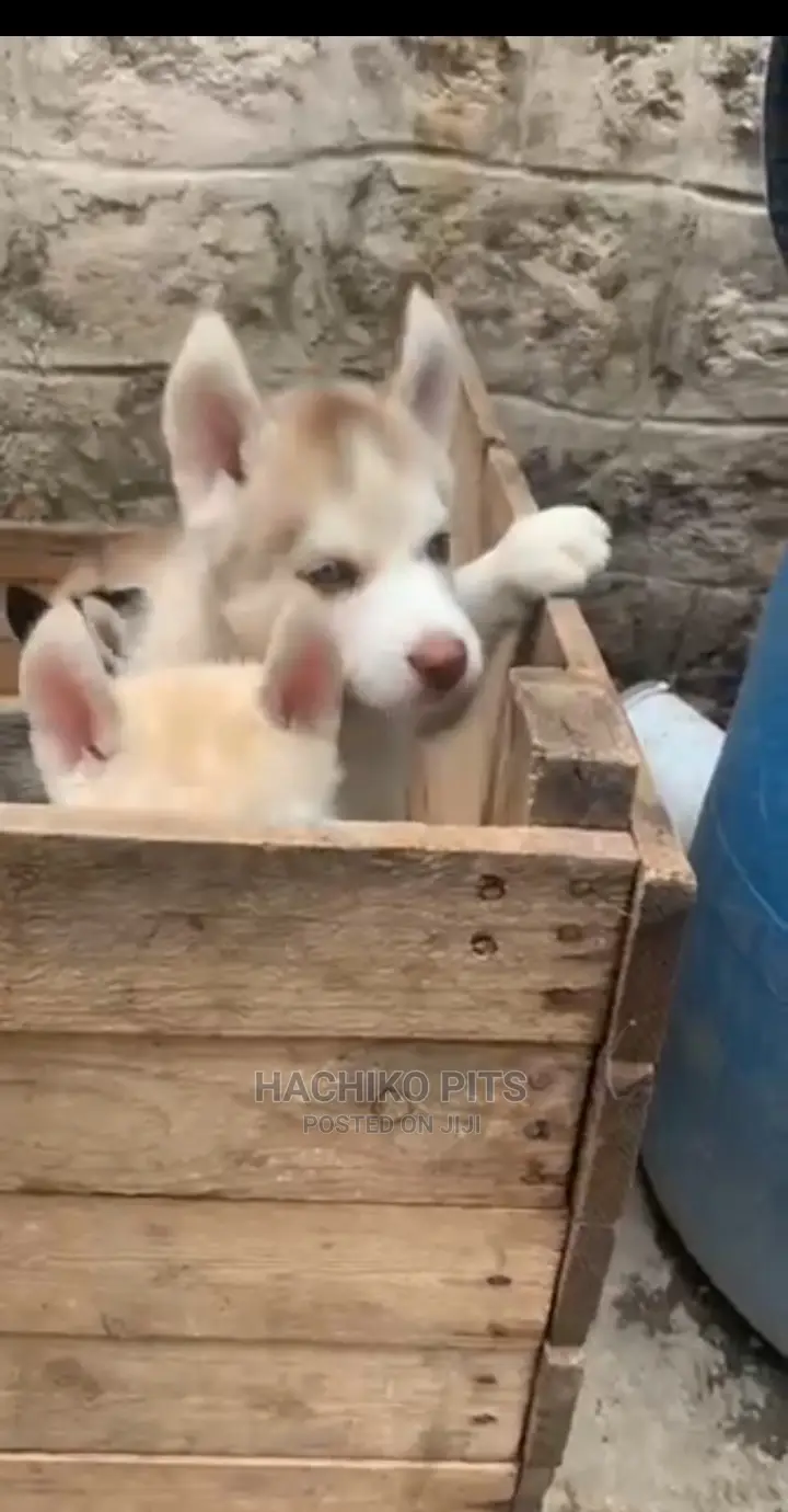 1-3 months Male Purebred Siberian Husky