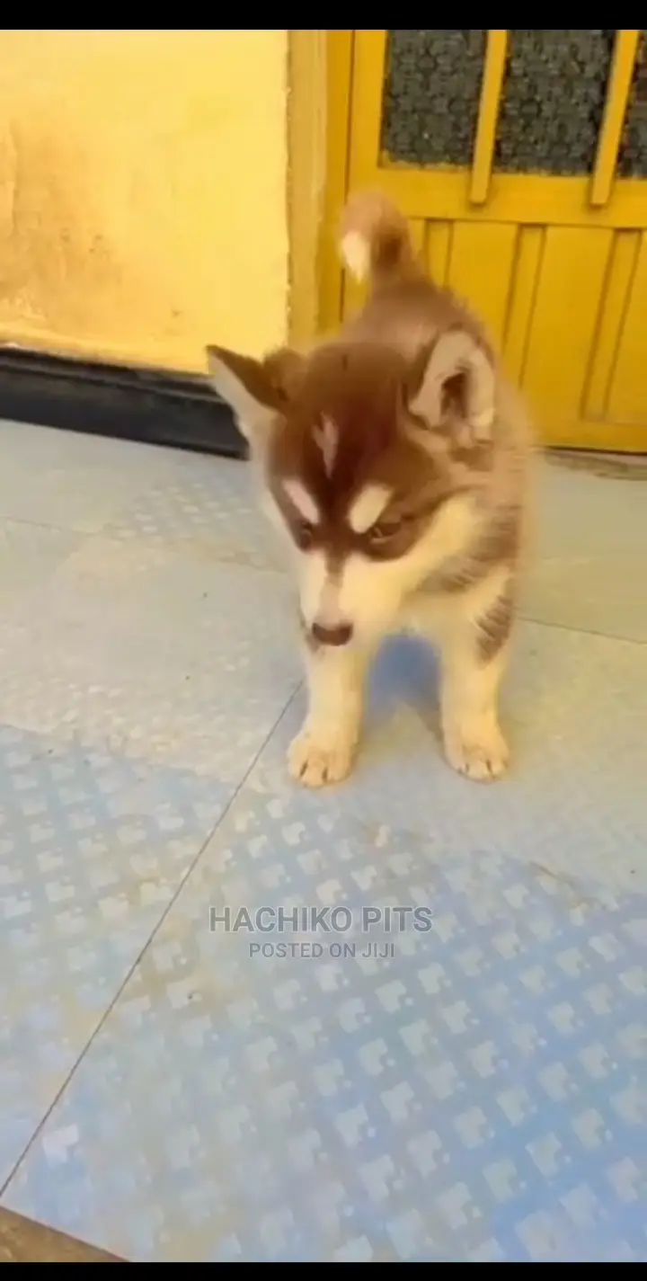 1-3 months Male Purebred Siberian Husky