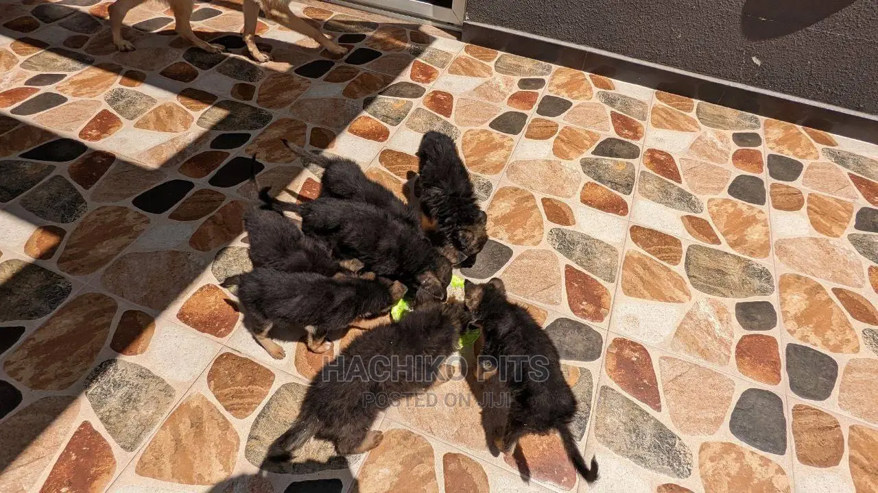 1-3 months Male Purebred German Shepherd