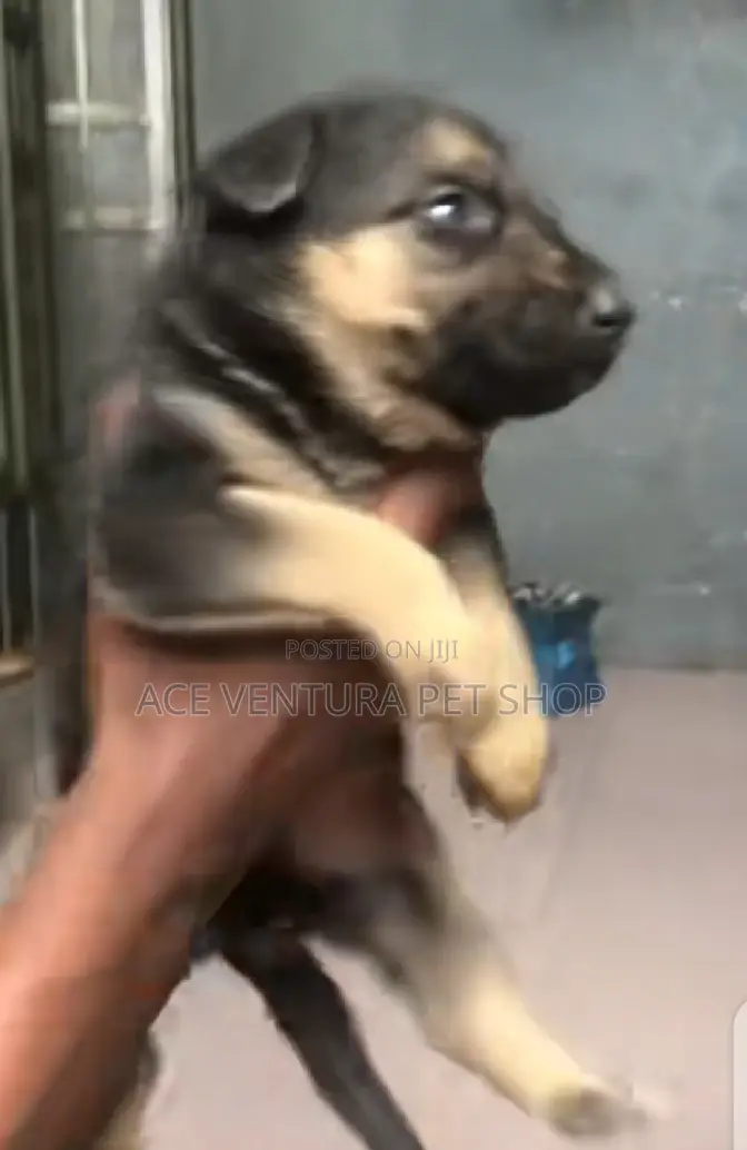 1-3 months Male Purebred German Shepherd