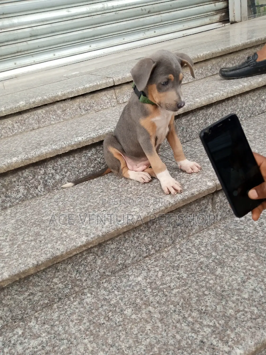 1-3 months Female Purebred American Pit Bull Terrier