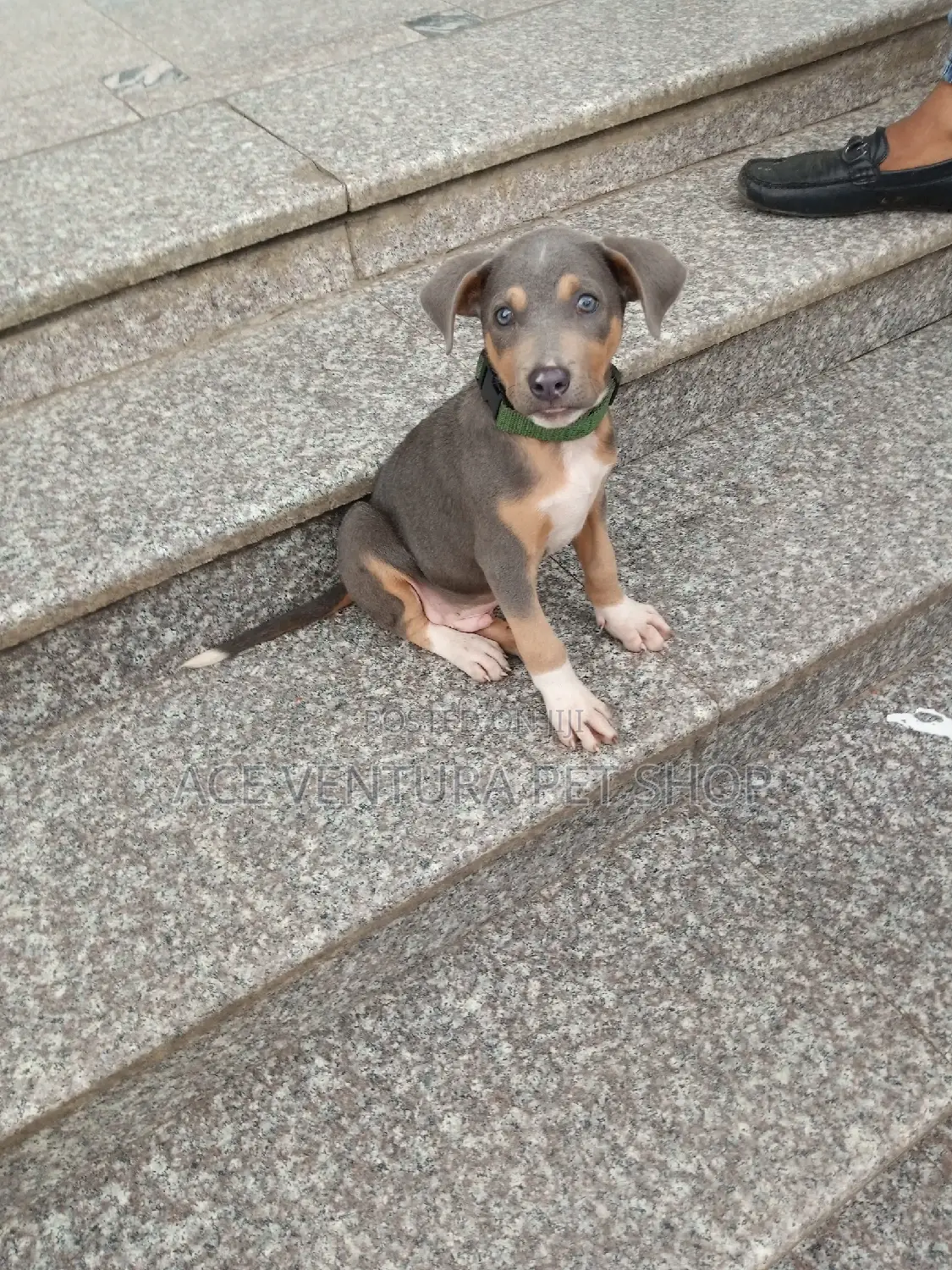 1-3 months Female Purebred American Pit Bull Terrier