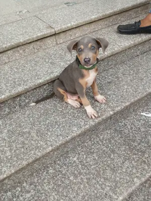 1-3 months Female Purebred American Pit Bull Terrier