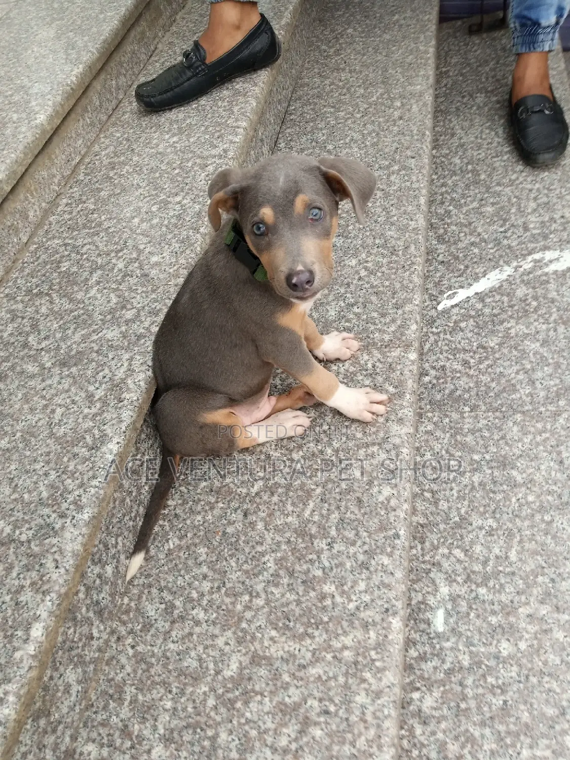 1-3 months Female Purebred American Pit Bull Terrier