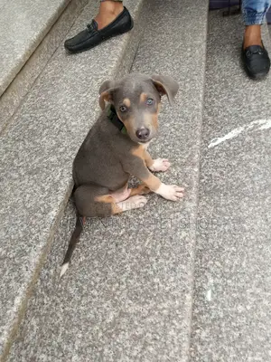 1-3 months Female Purebred American Pit Bull Terrier