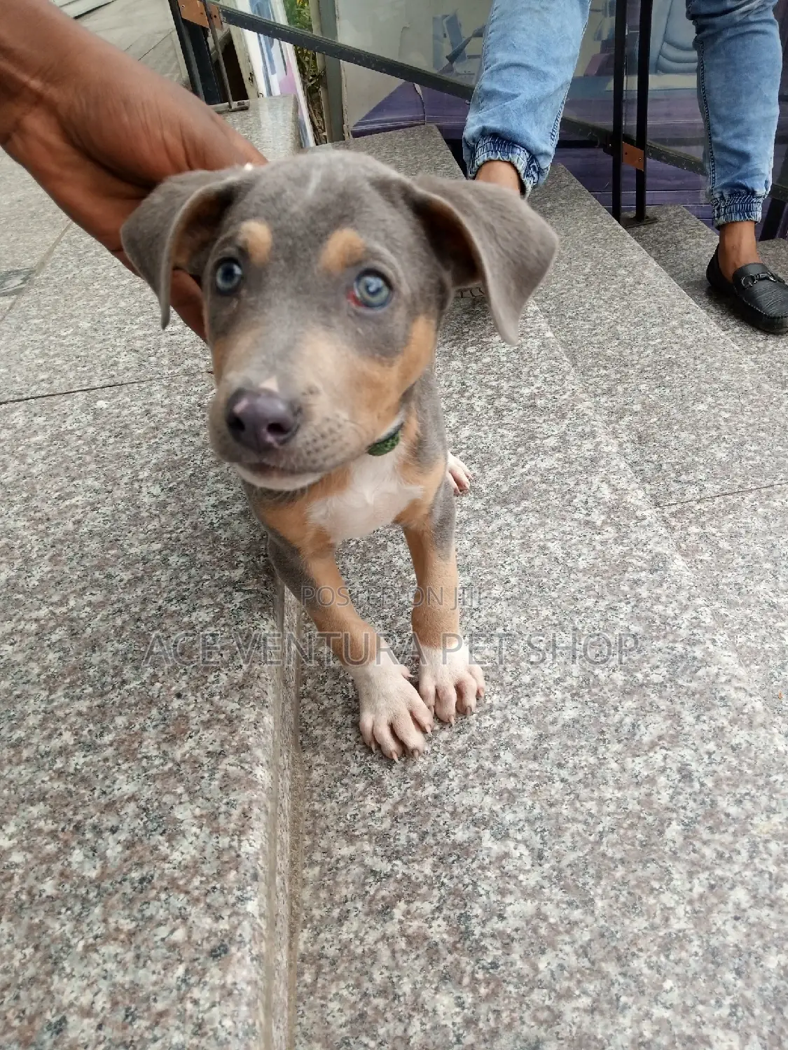 1-3 months Female Purebred American Pit Bull Terrier