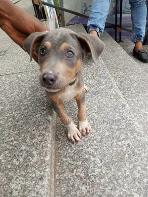 1-3 months Female Purebred American Pit Bull Terrier