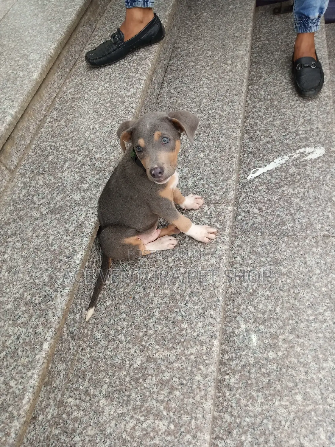 1-3 months Female Purebred American Pit Bull Terrier