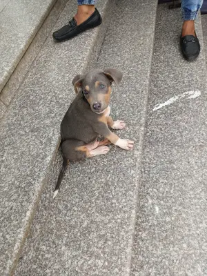 1-3 months Female Purebred American Pit Bull Terrier