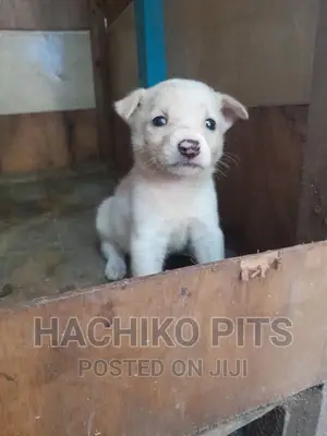 1-3 months Male Purebred Maltese