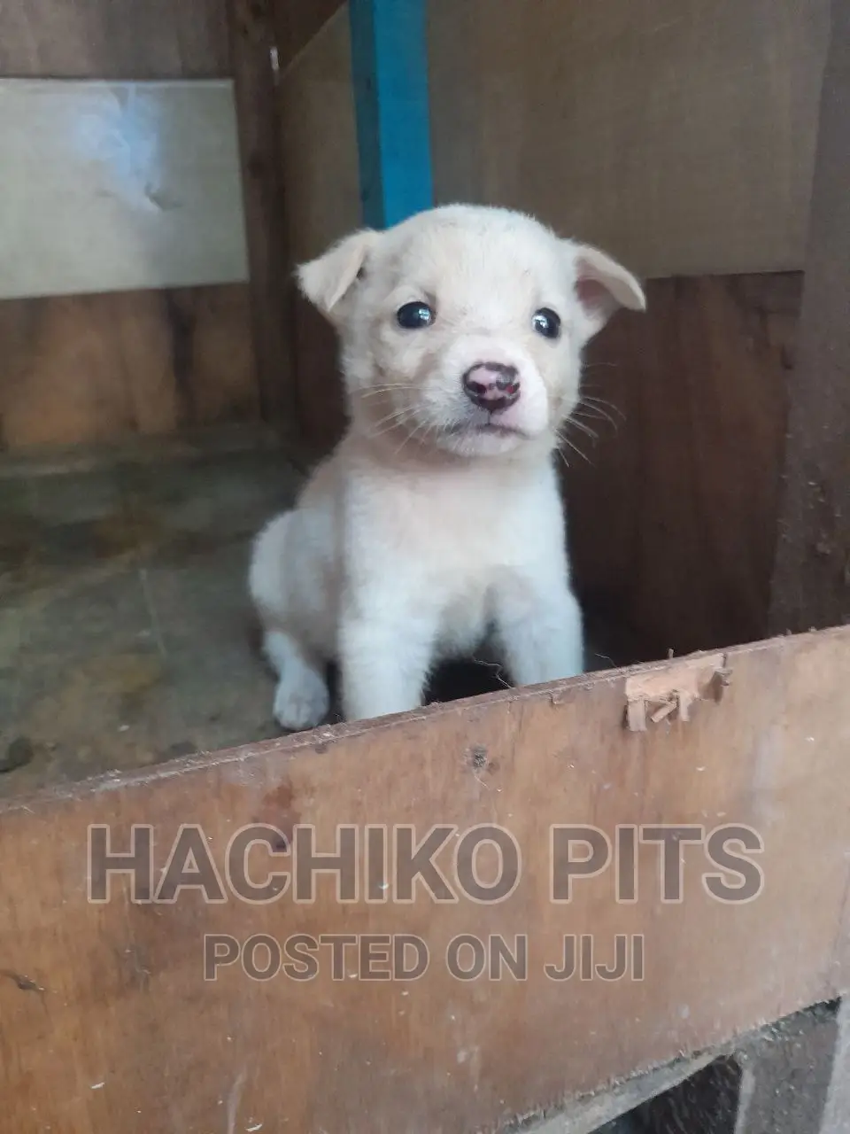 1-3 months Male Purebred Maltese