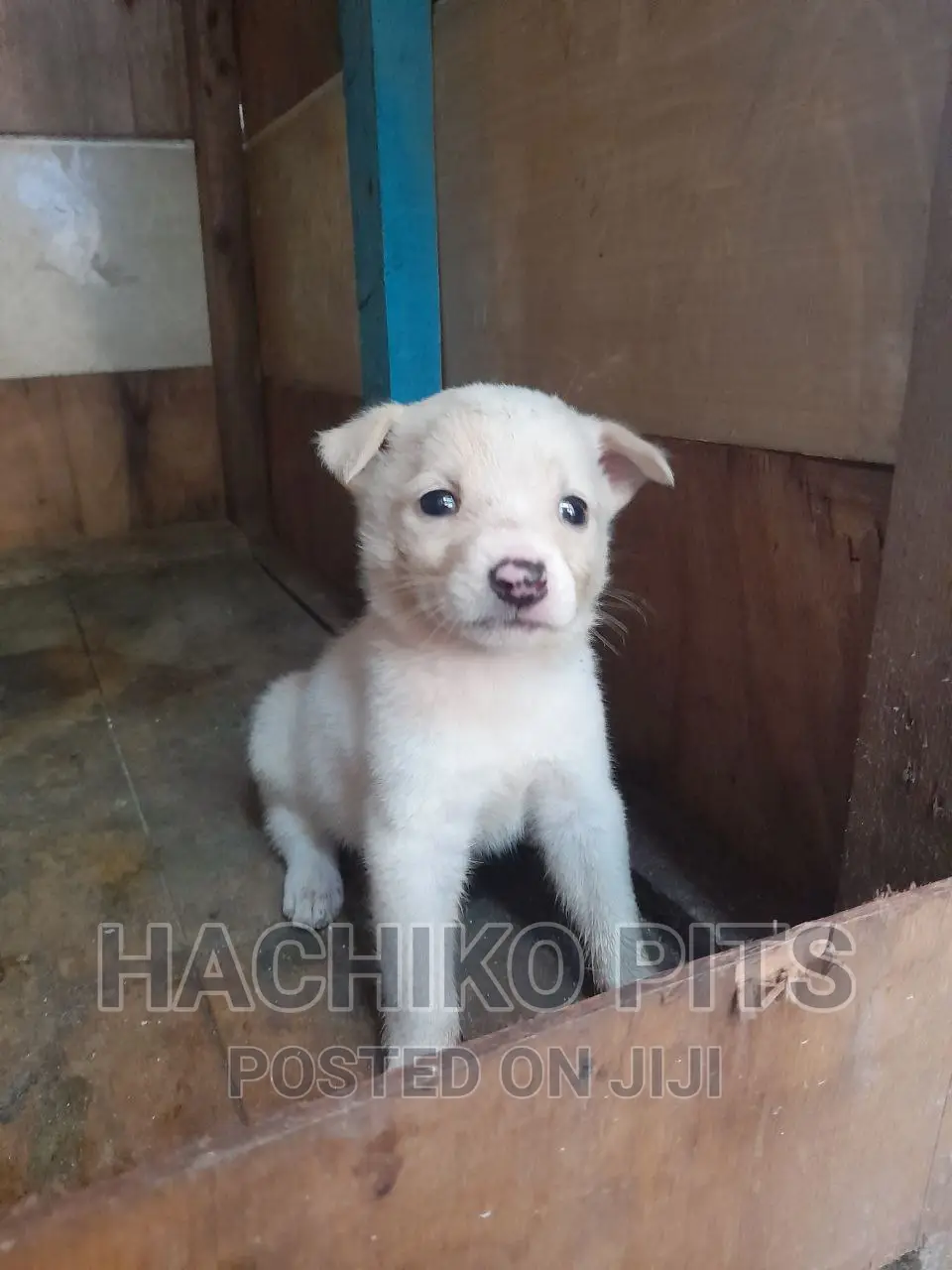1-3 months Male Mixed Breed Maltese