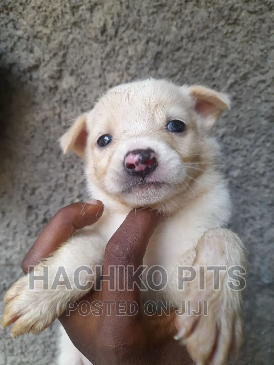 1-3 months Male Mixed Breed Maltese