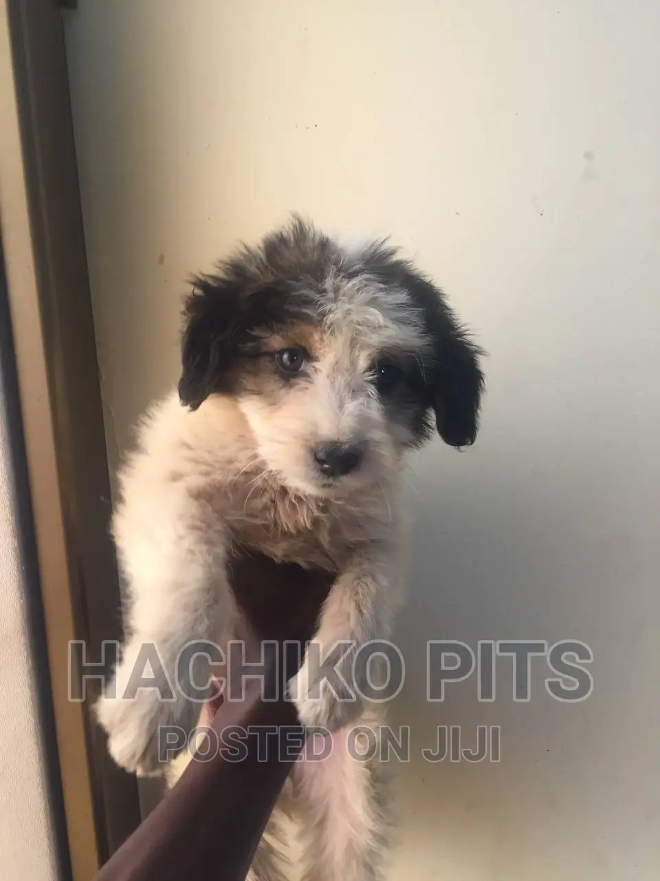 1-3 months Male Purebred Maltese