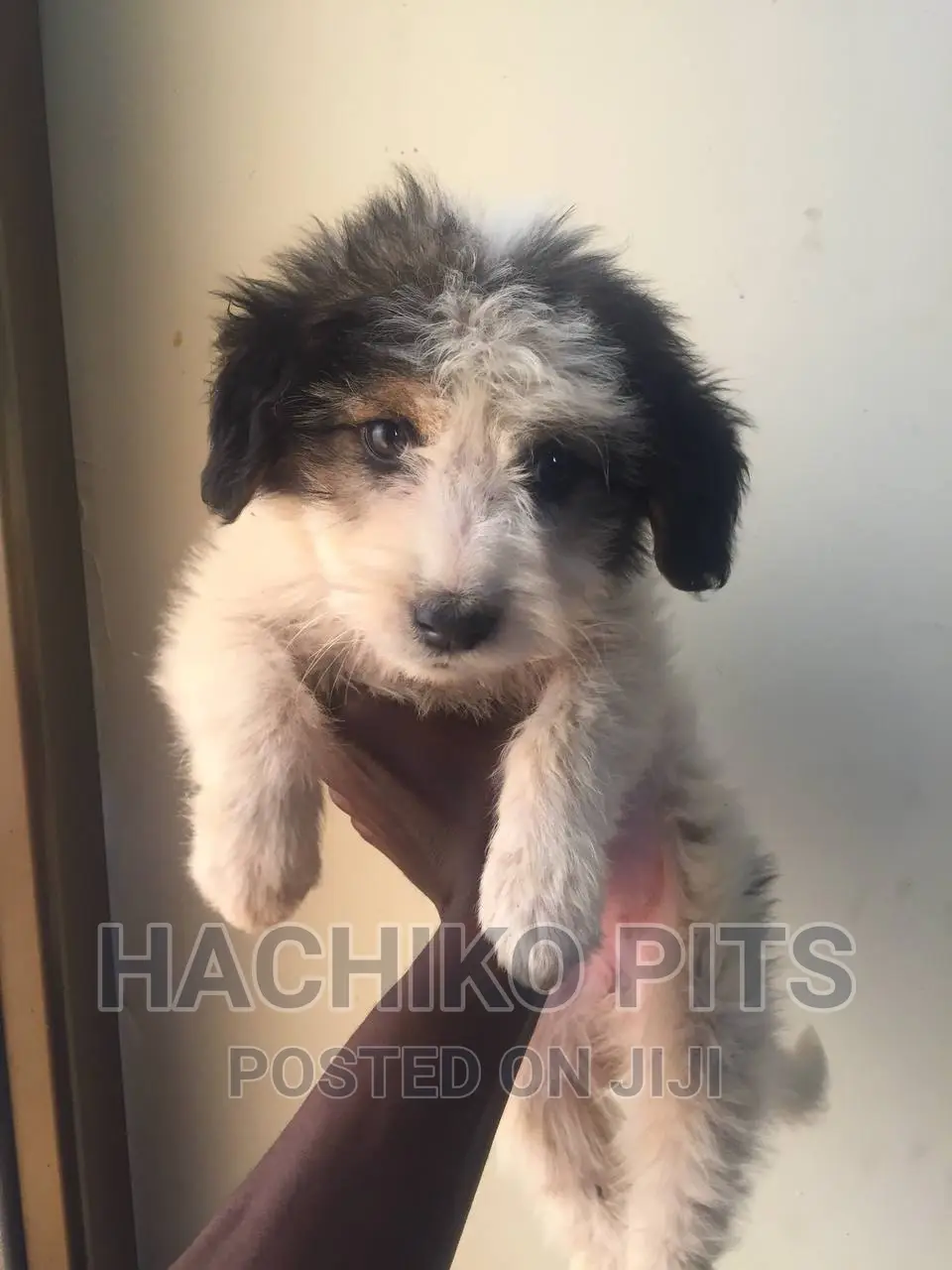 1-3 months Male Purebred Maltese