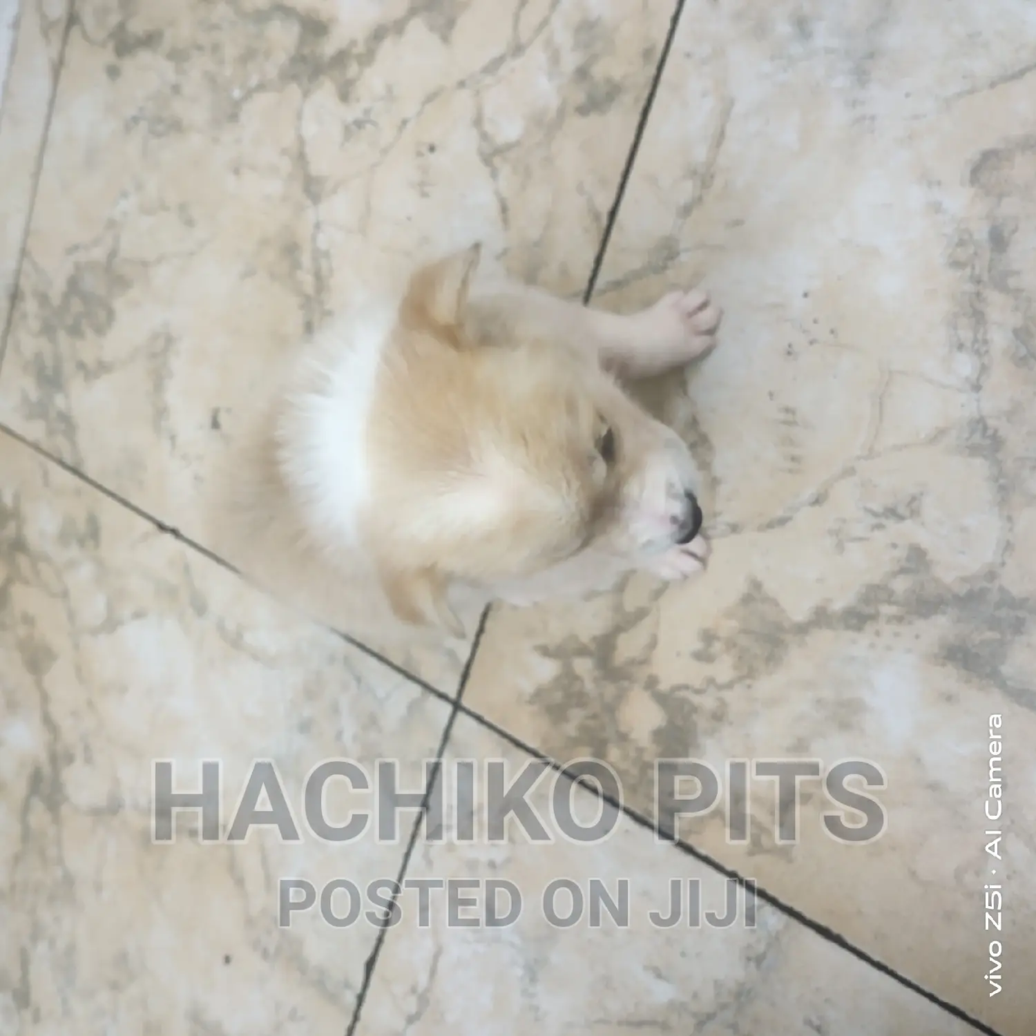 1-3 months Male Mixed Breed Maltese