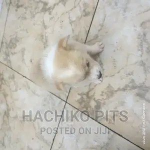 Photo - 1-3 months Male Mixed Breed Maltese