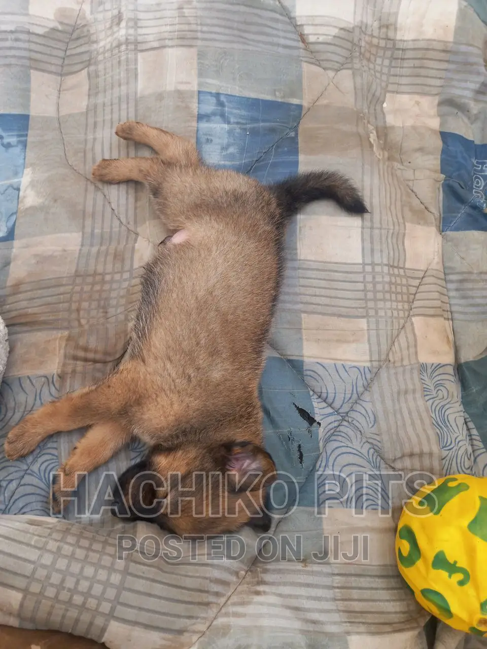 1-3 months Male Mixed Breed German Shepherd