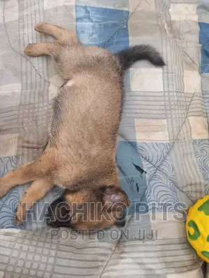 1-3 months Male Mixed Breed German Shepherd