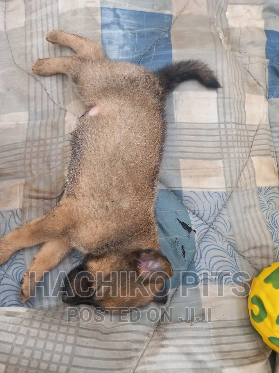 1-3 months Male Mixed Breed German Shepherd