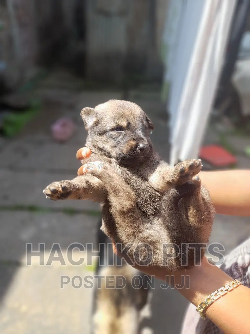 1-3 months Male Mixed Breed German Shepherd