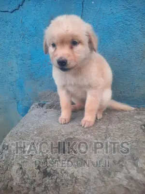 Photo - 1-3 months Male Mixed Breed Maltese
